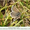 agriades pyrenaicus andi female